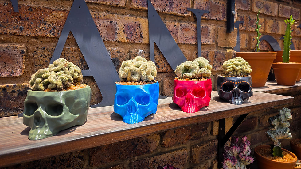 Thumbnail: Brain Cactus in Skull Pot - Red