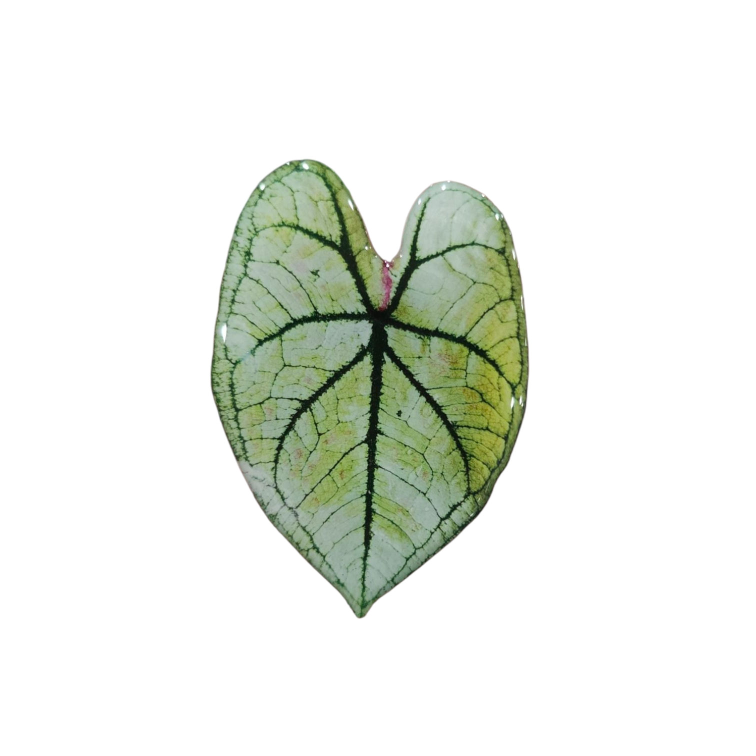 Caladium Magnet - White 2