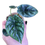 Thumbnail: Alocasia Sinuata Albo (low var)