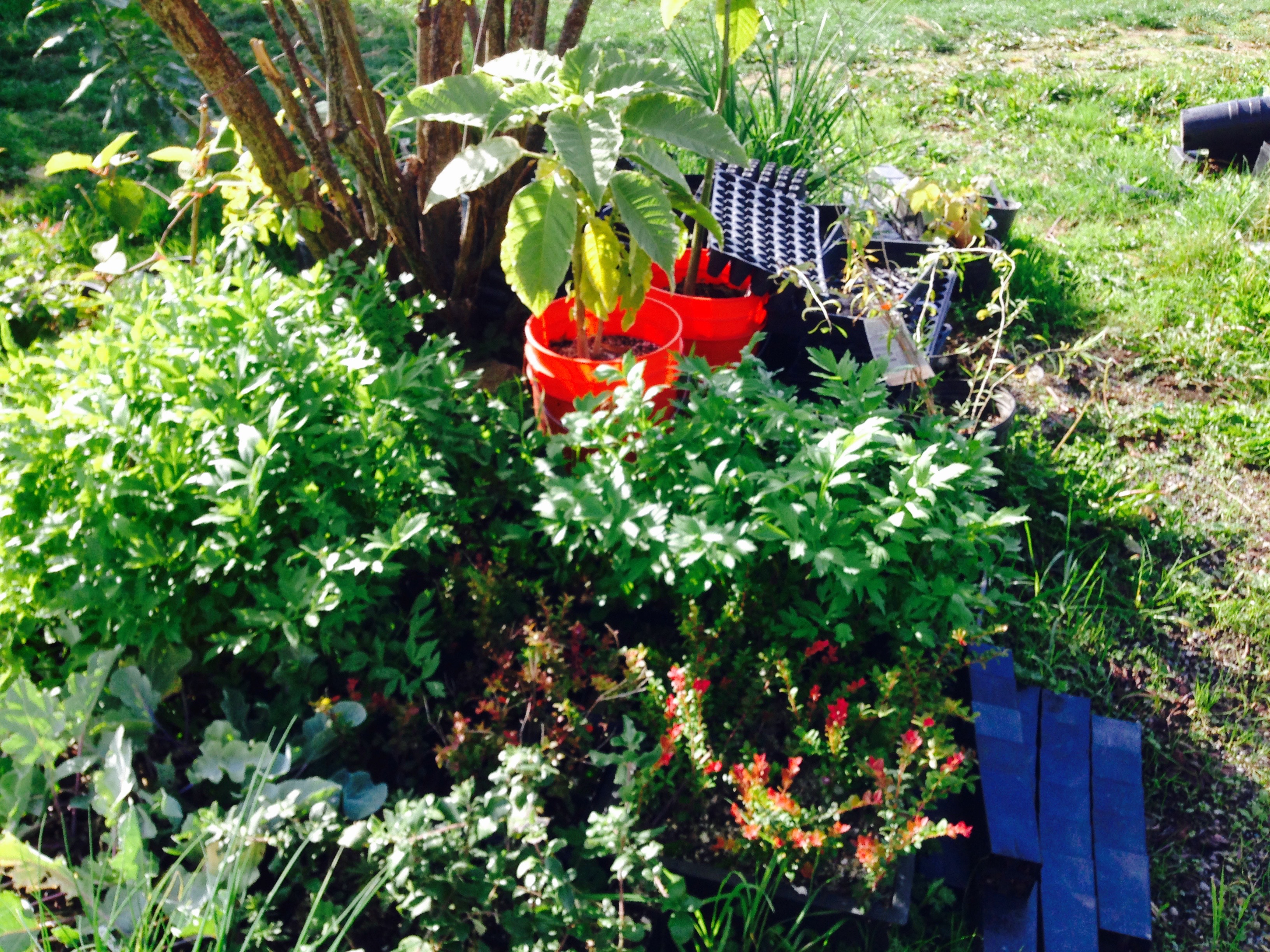 Plants!