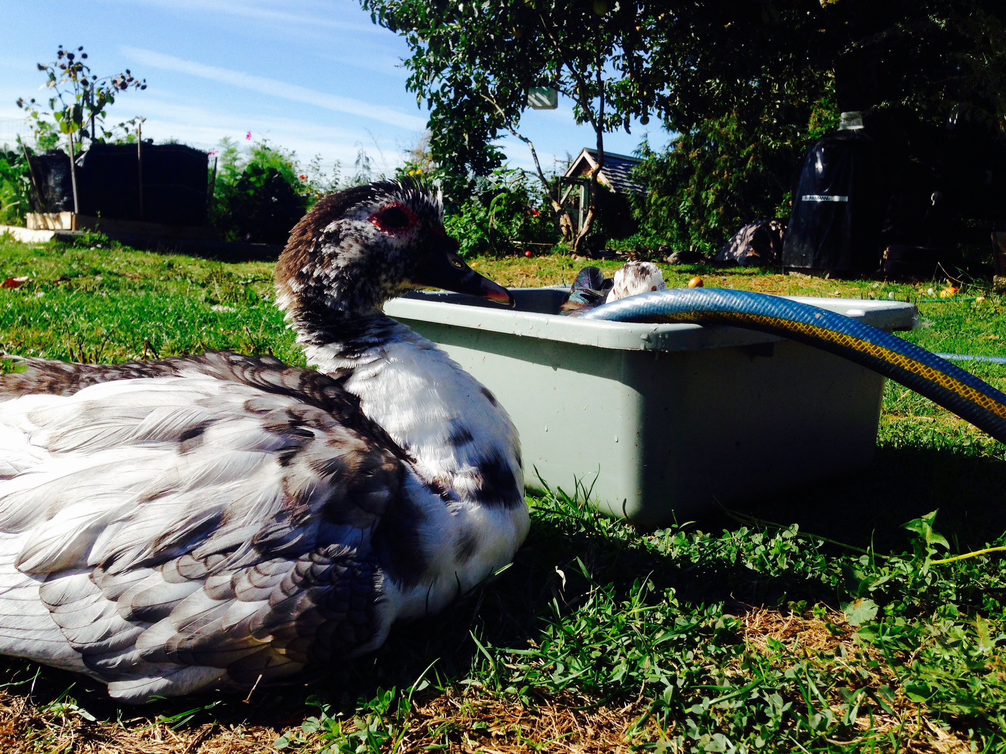 Duckbath!