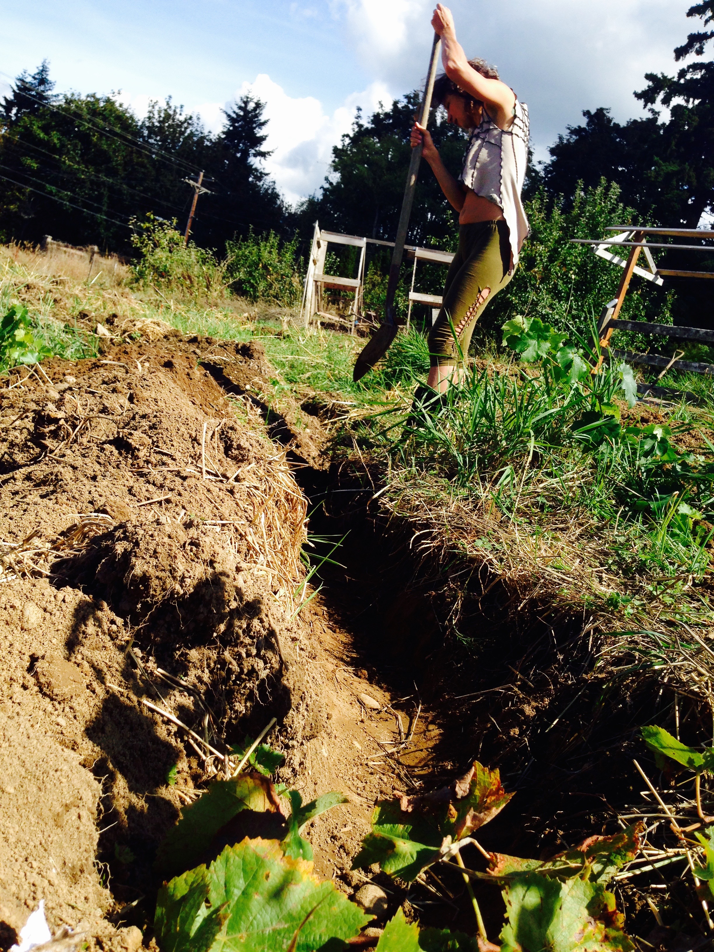 Swale digging!