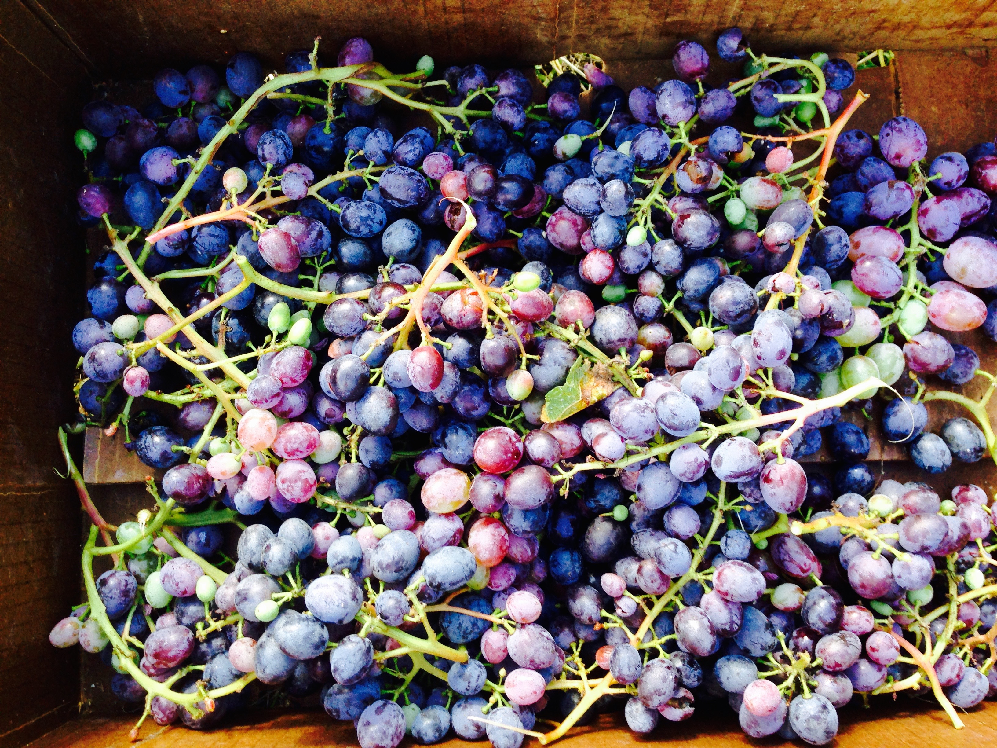 Grapes!