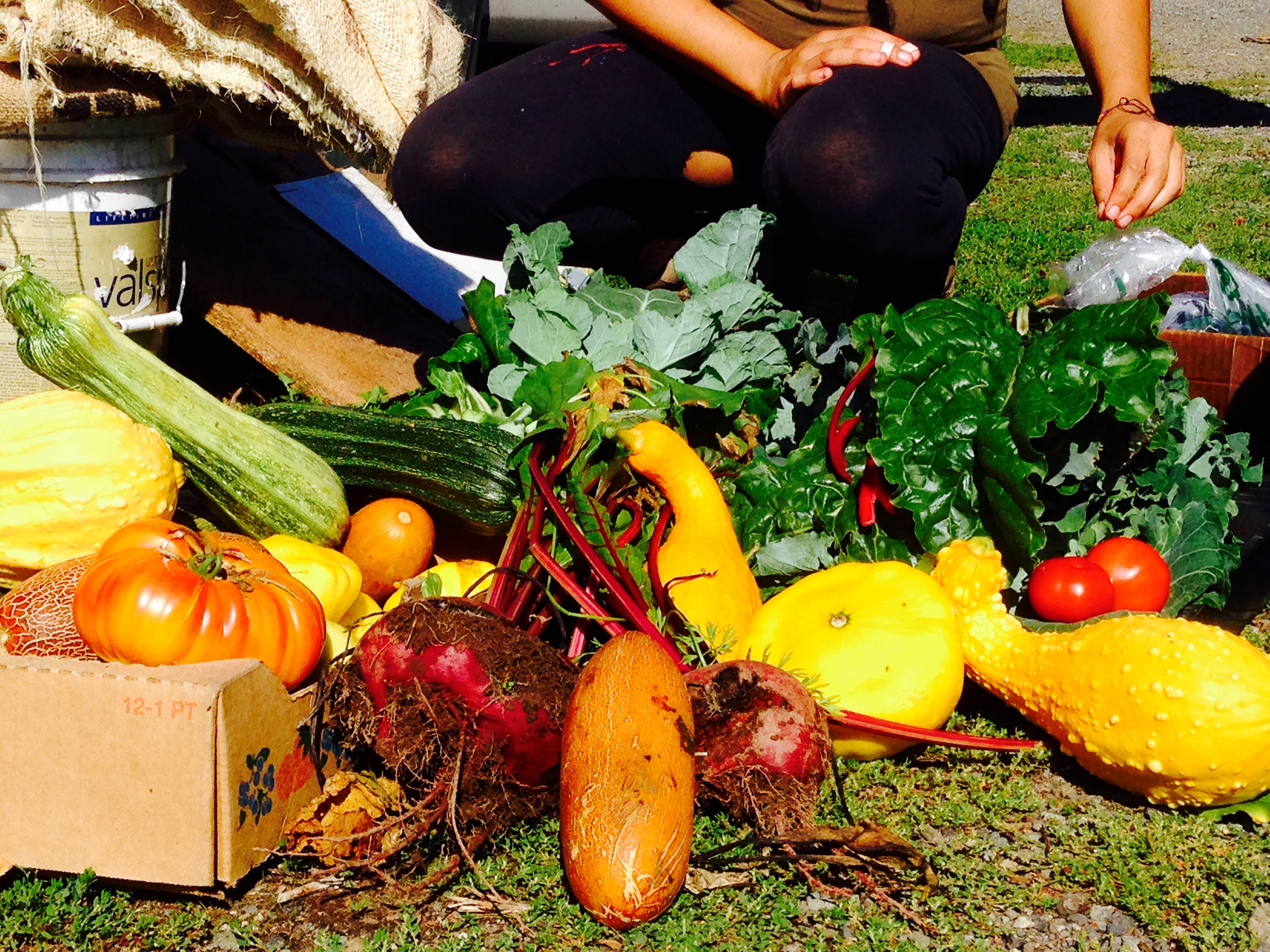 Abundance! Our harvest!
