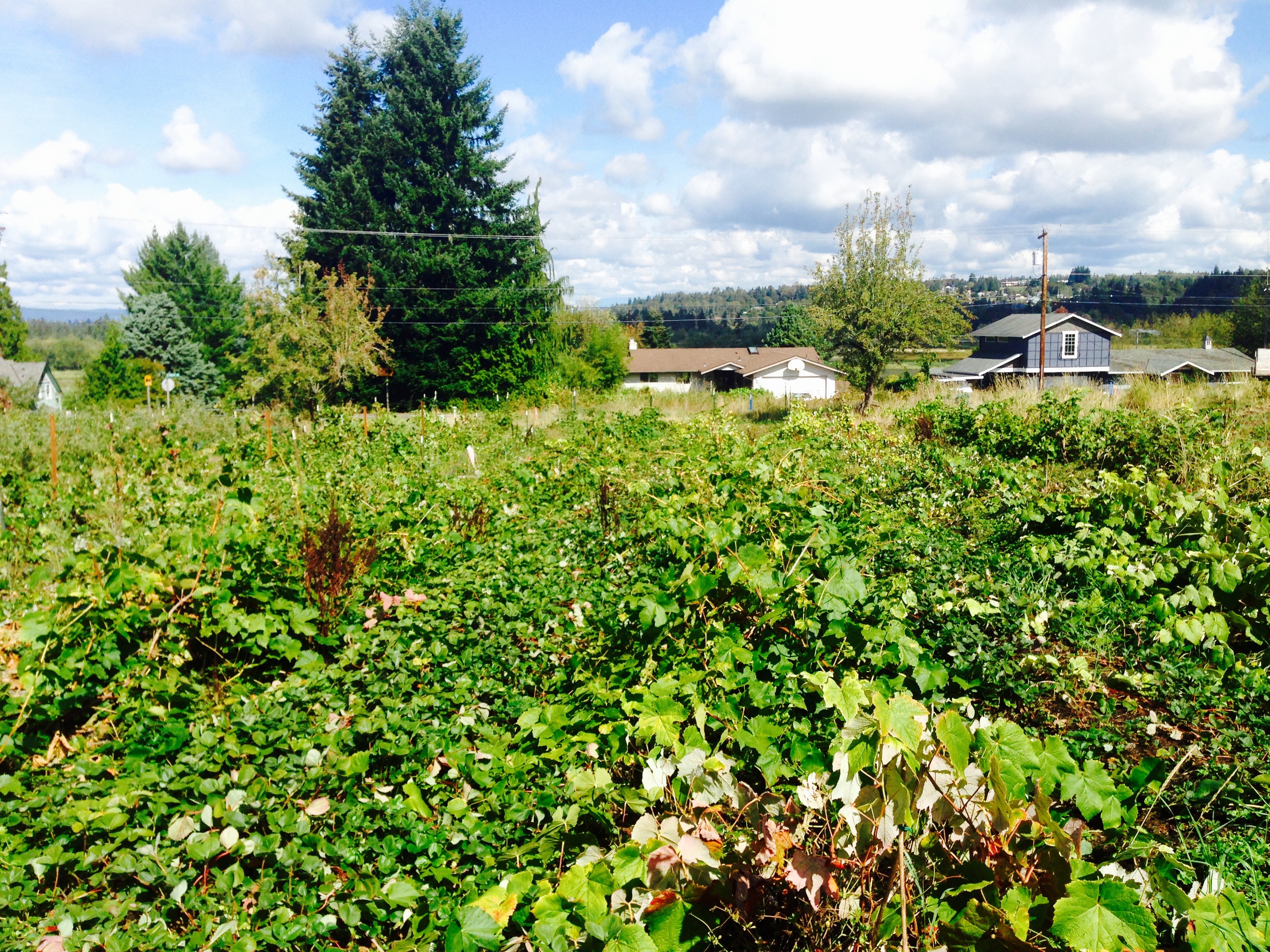 The Garden