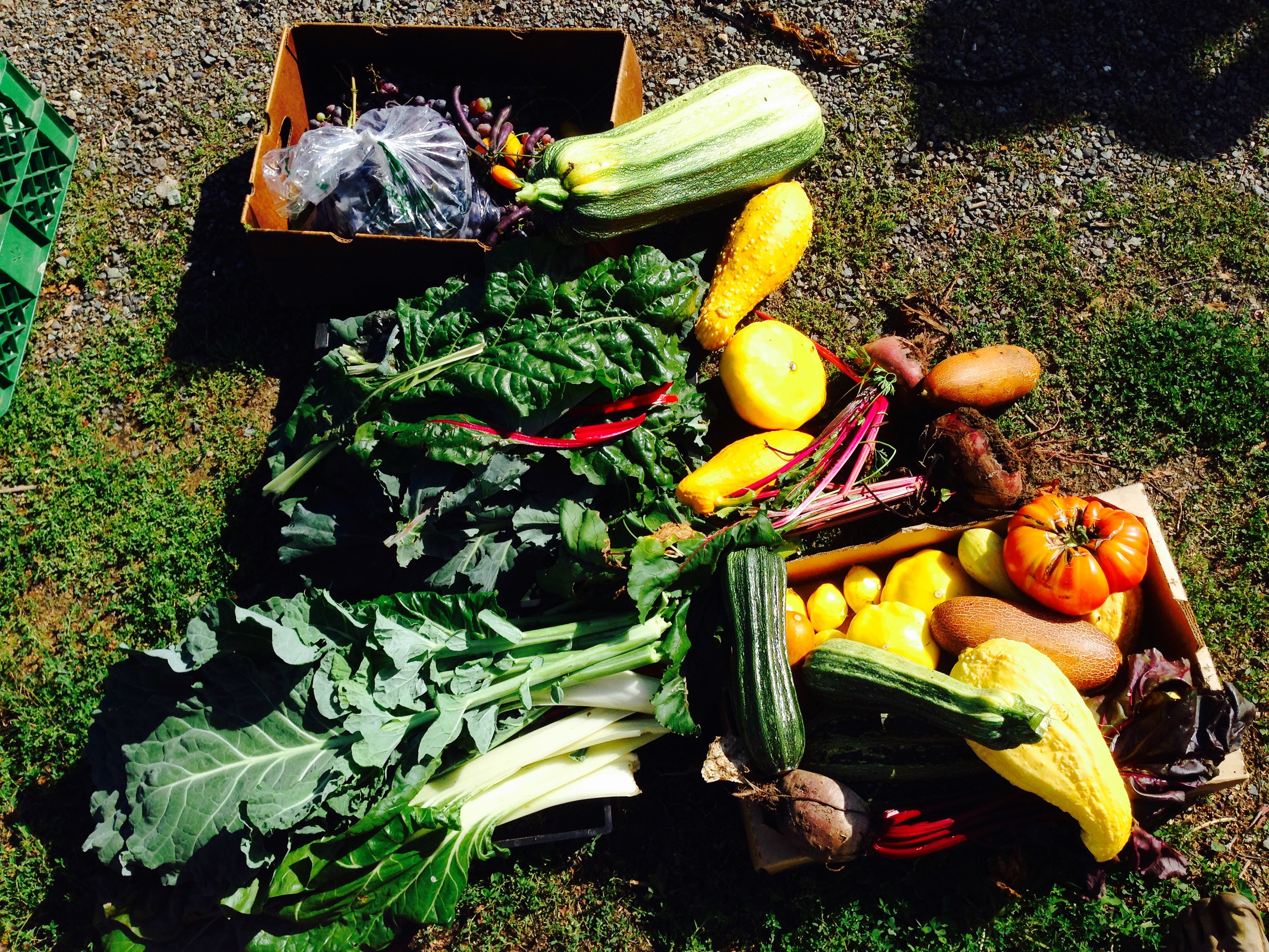 ABUNDANT HARVEST!