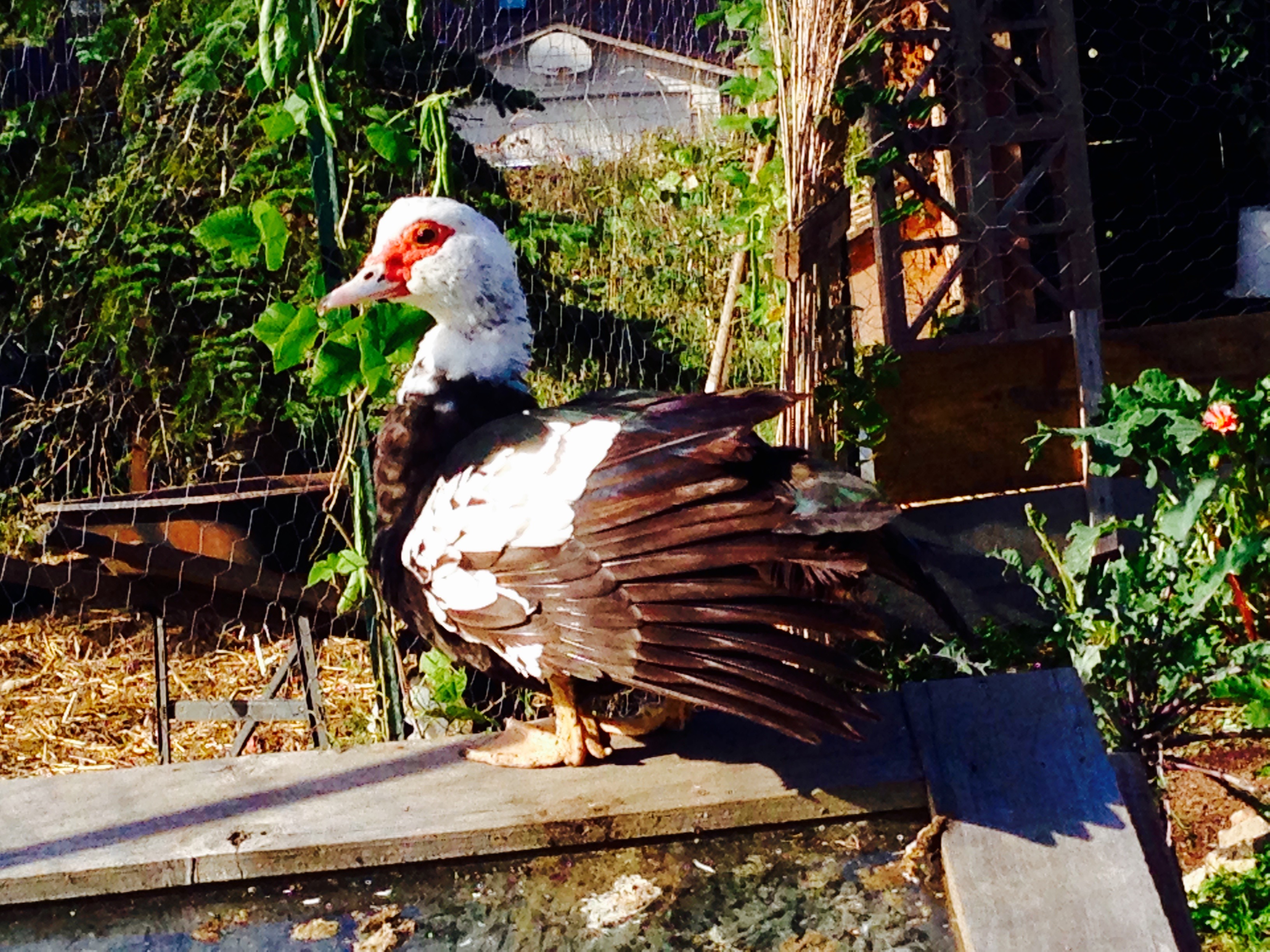Duck!