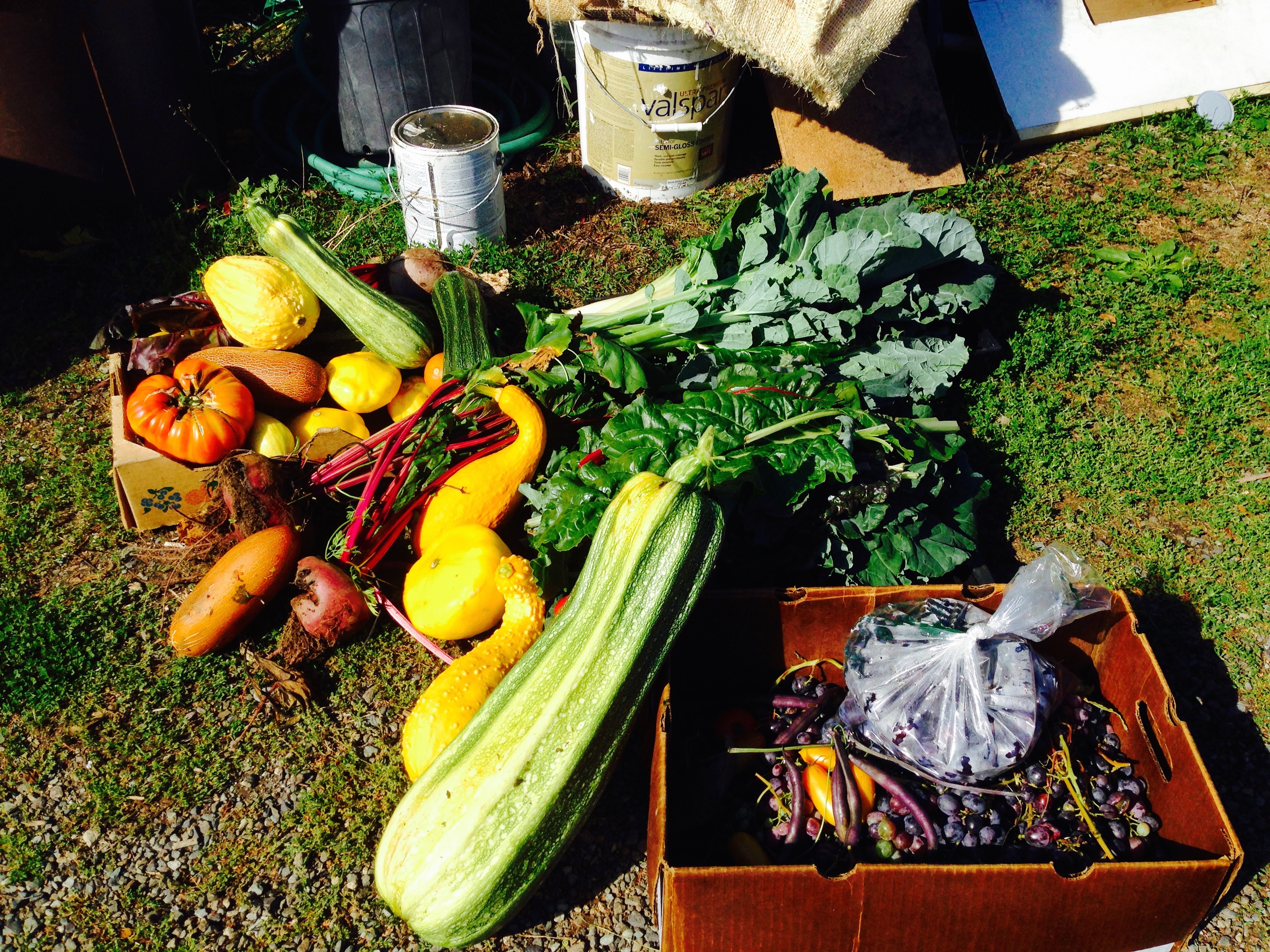 The harvest!