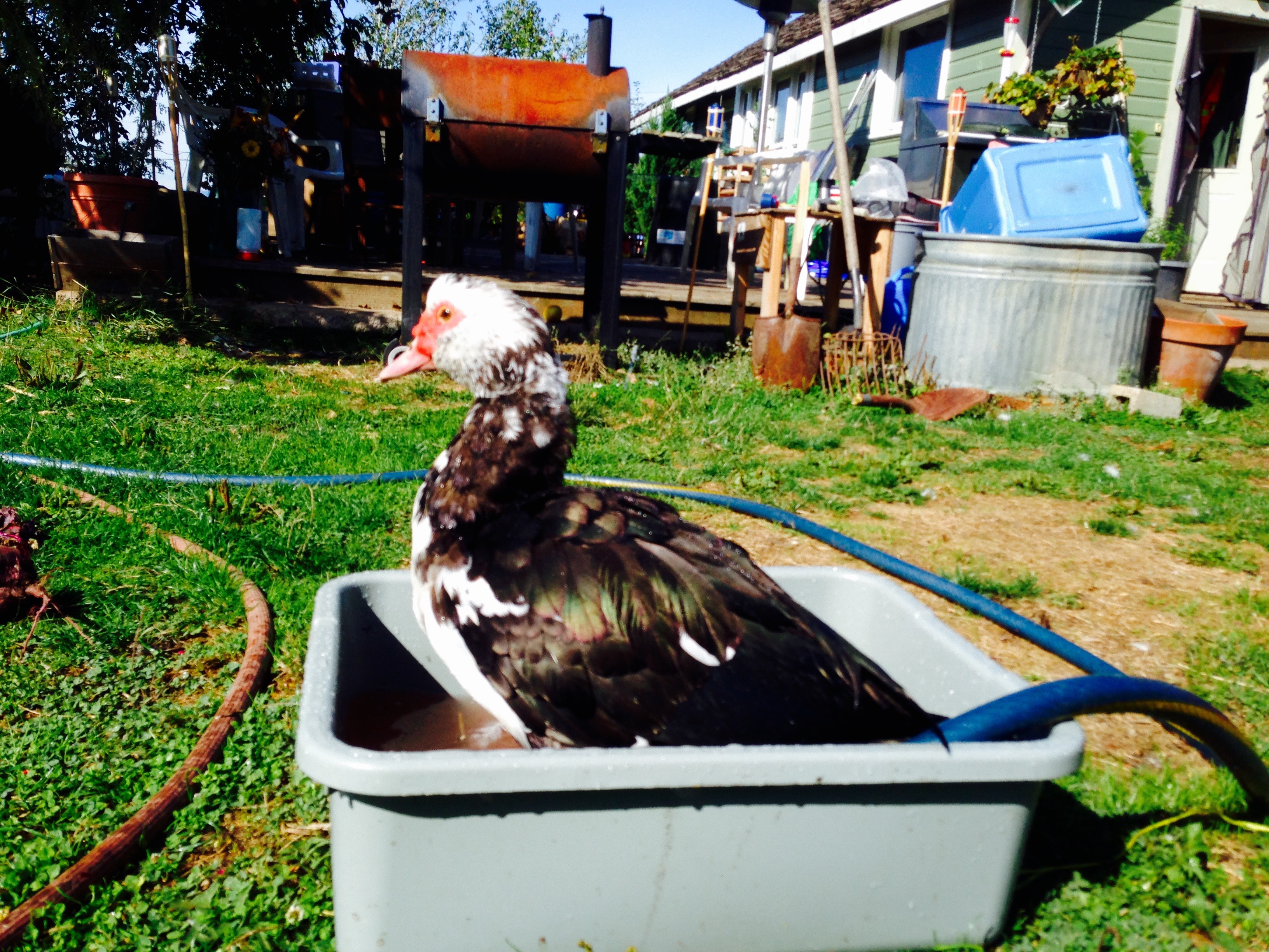 Duckbath!
