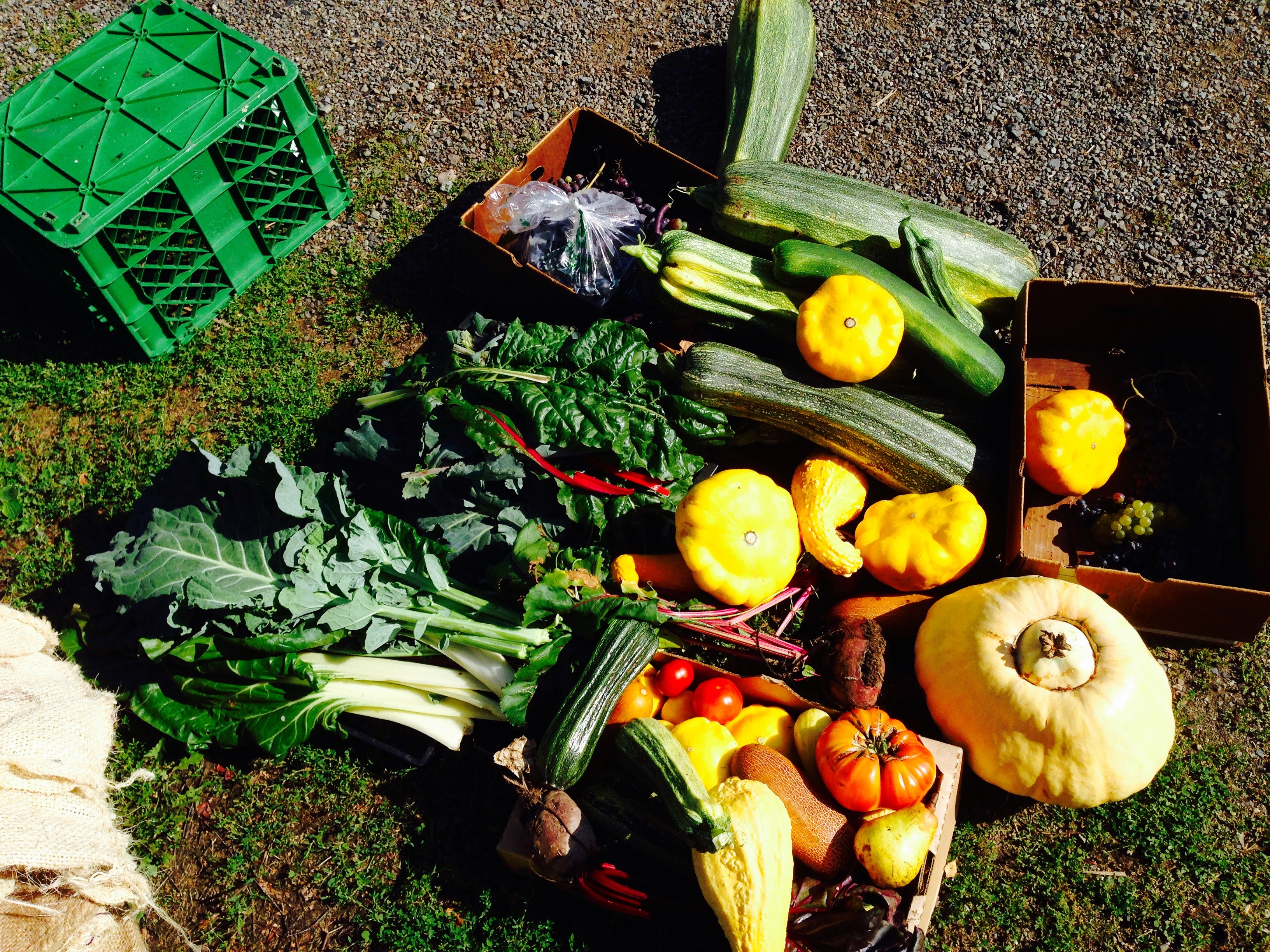 The harvest!