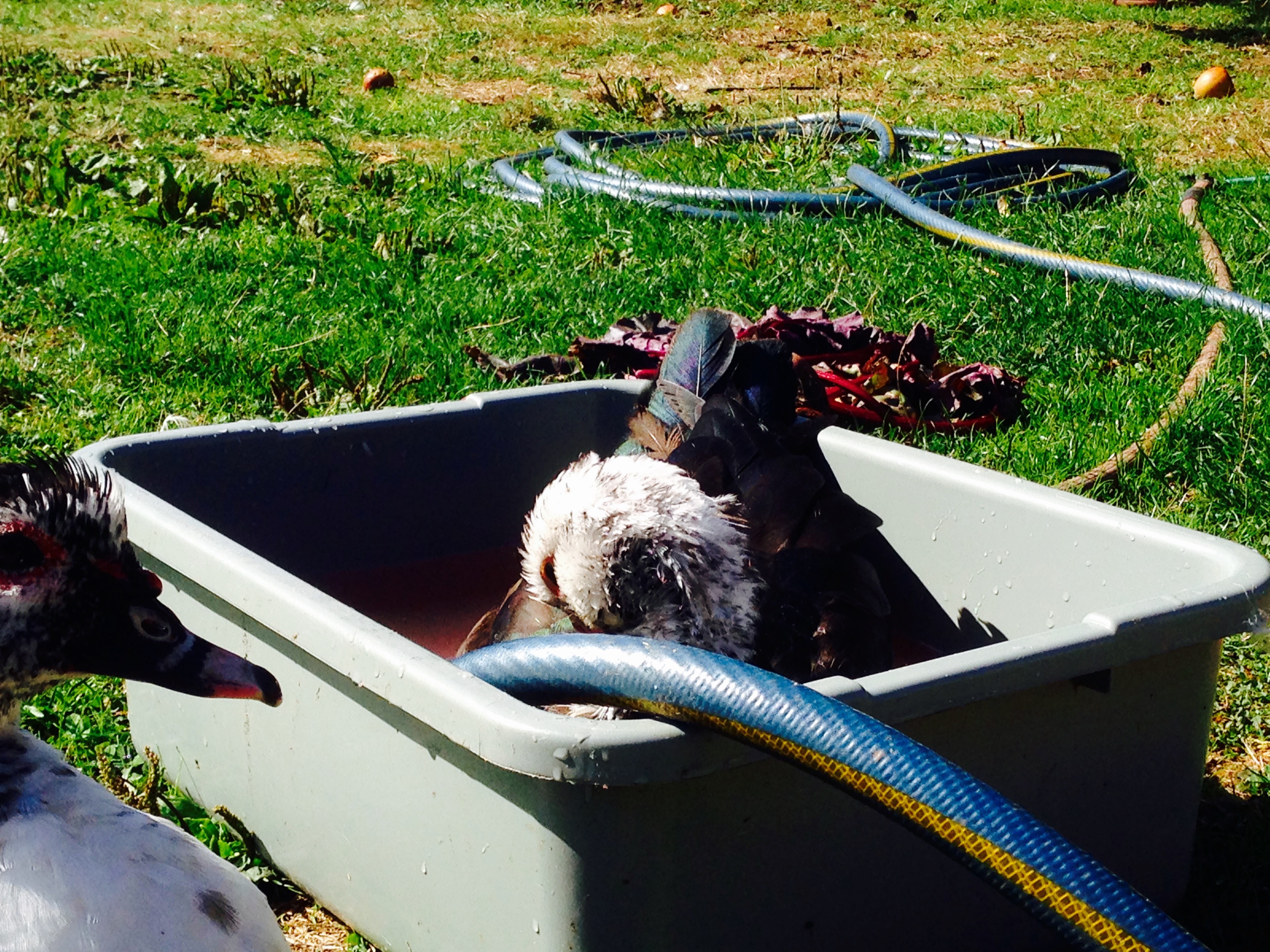 Duckbath!