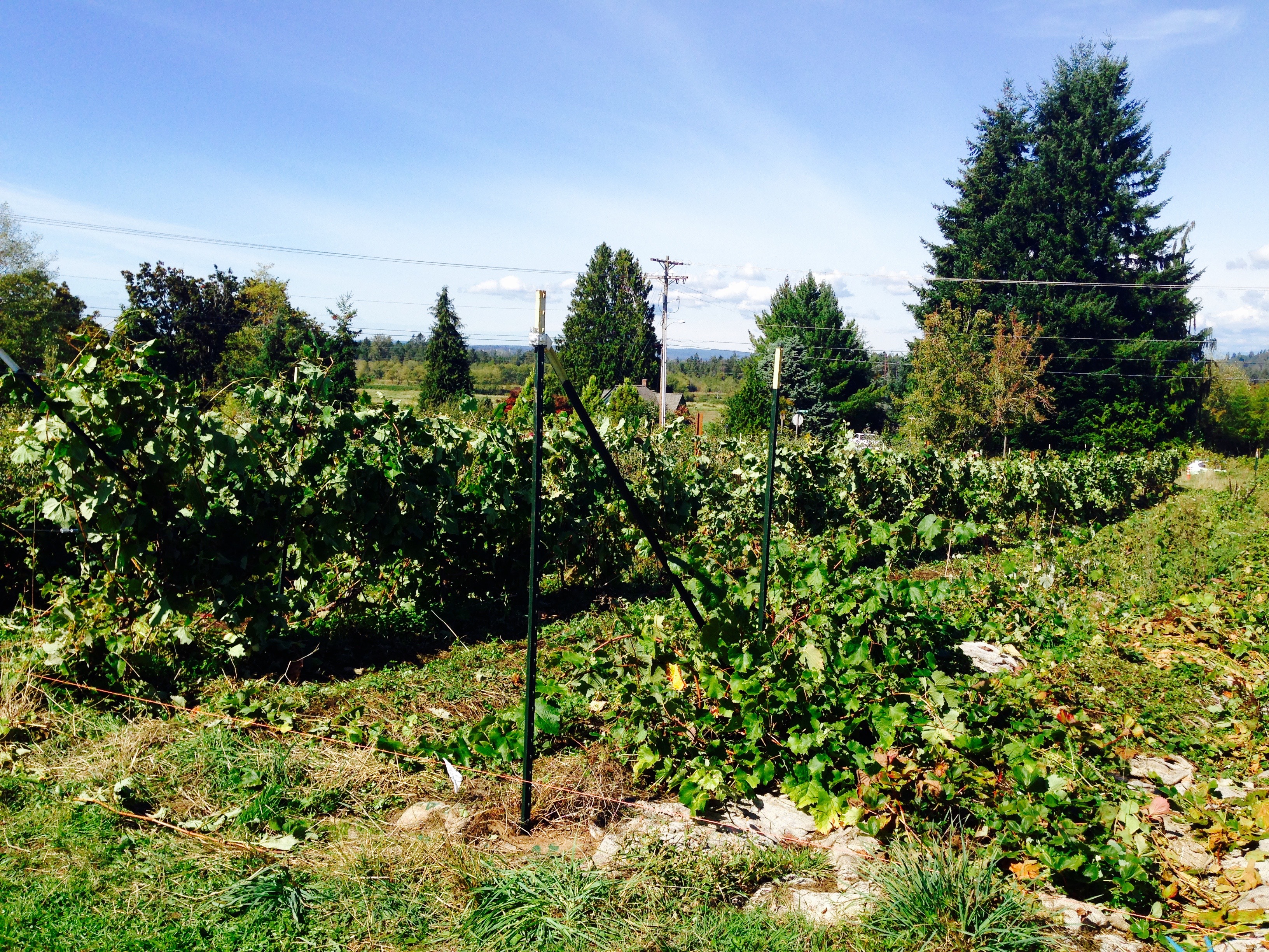 Grapevines!