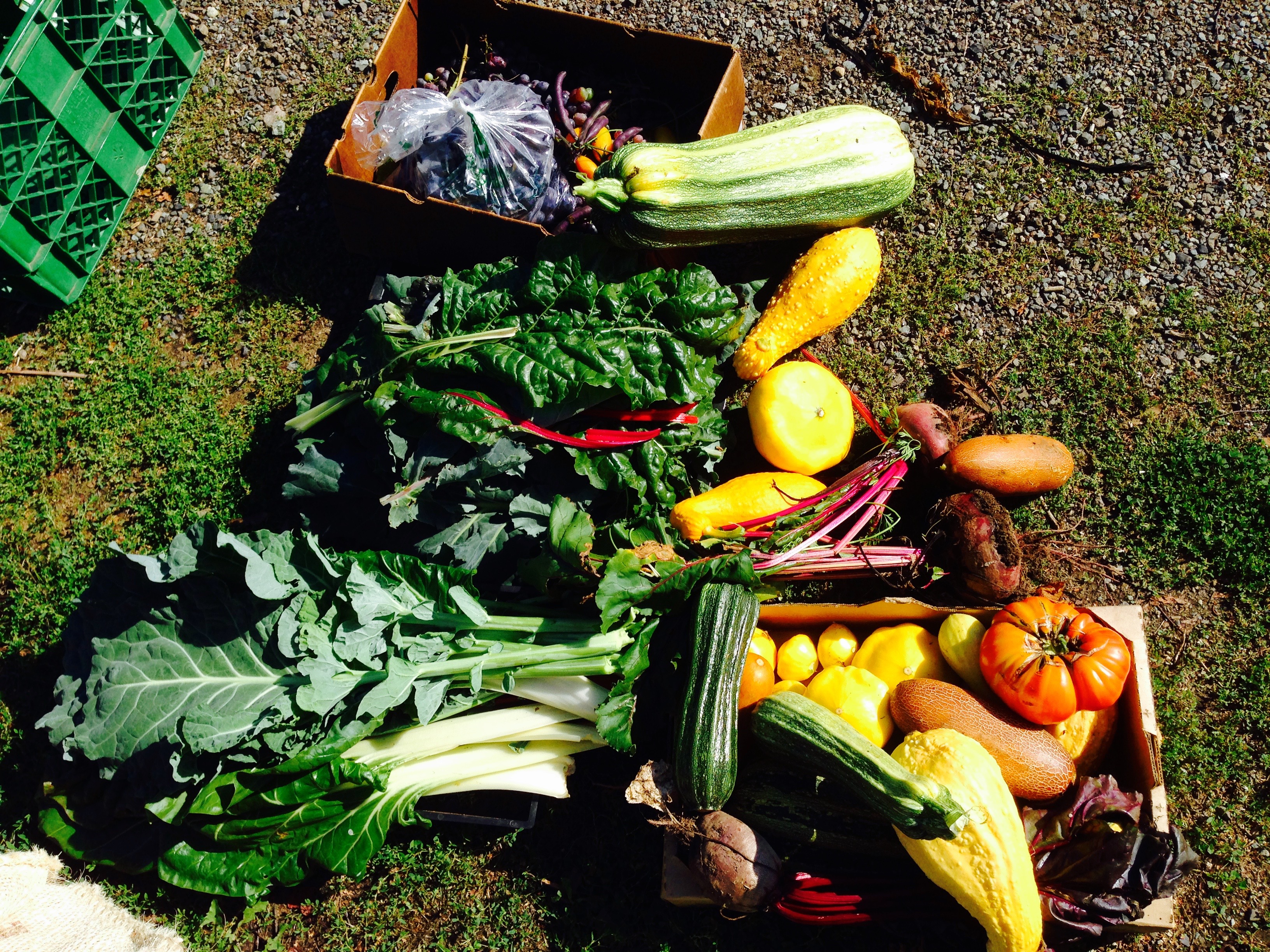 The harvest!