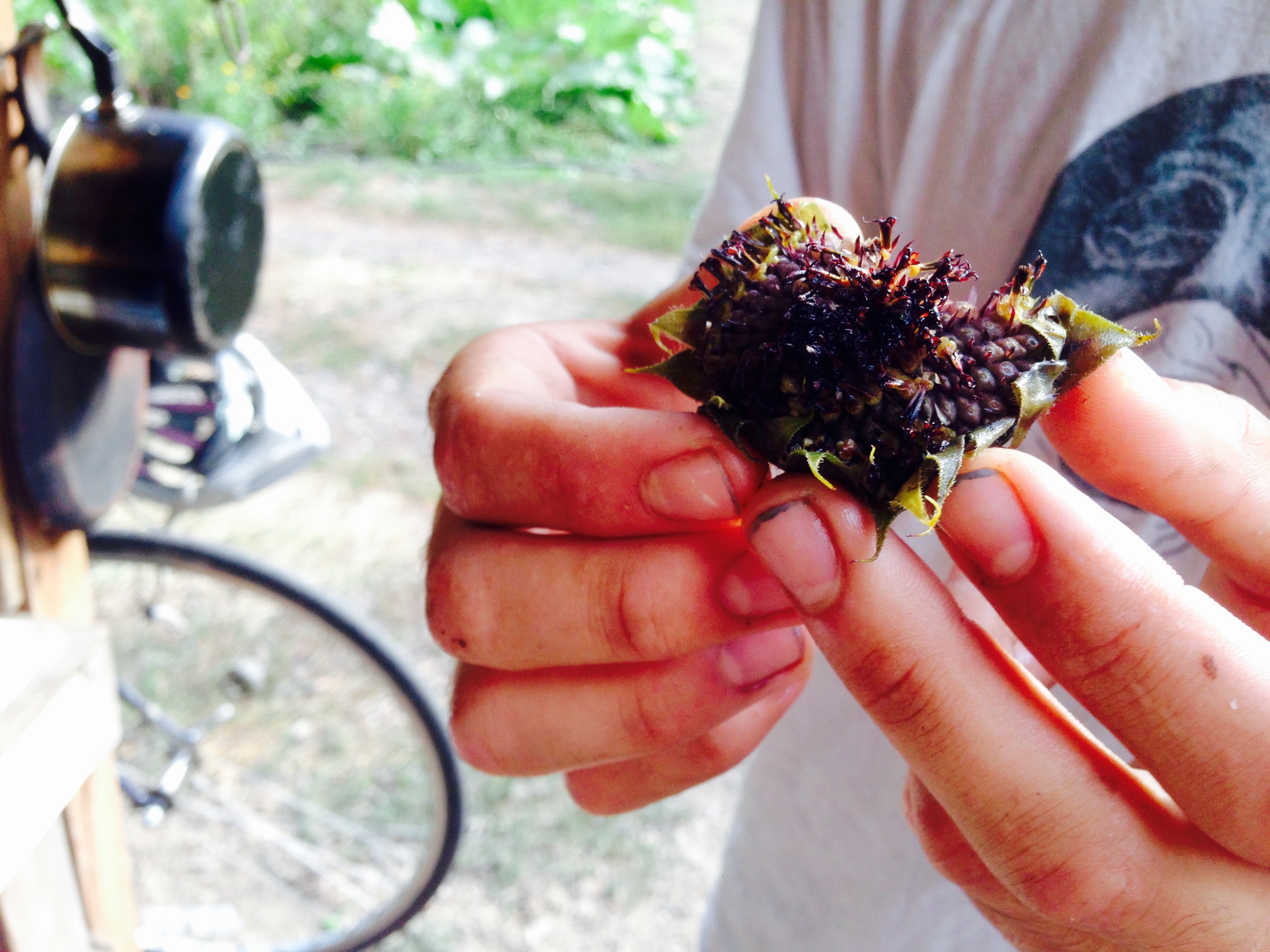 Roasted sunflower!