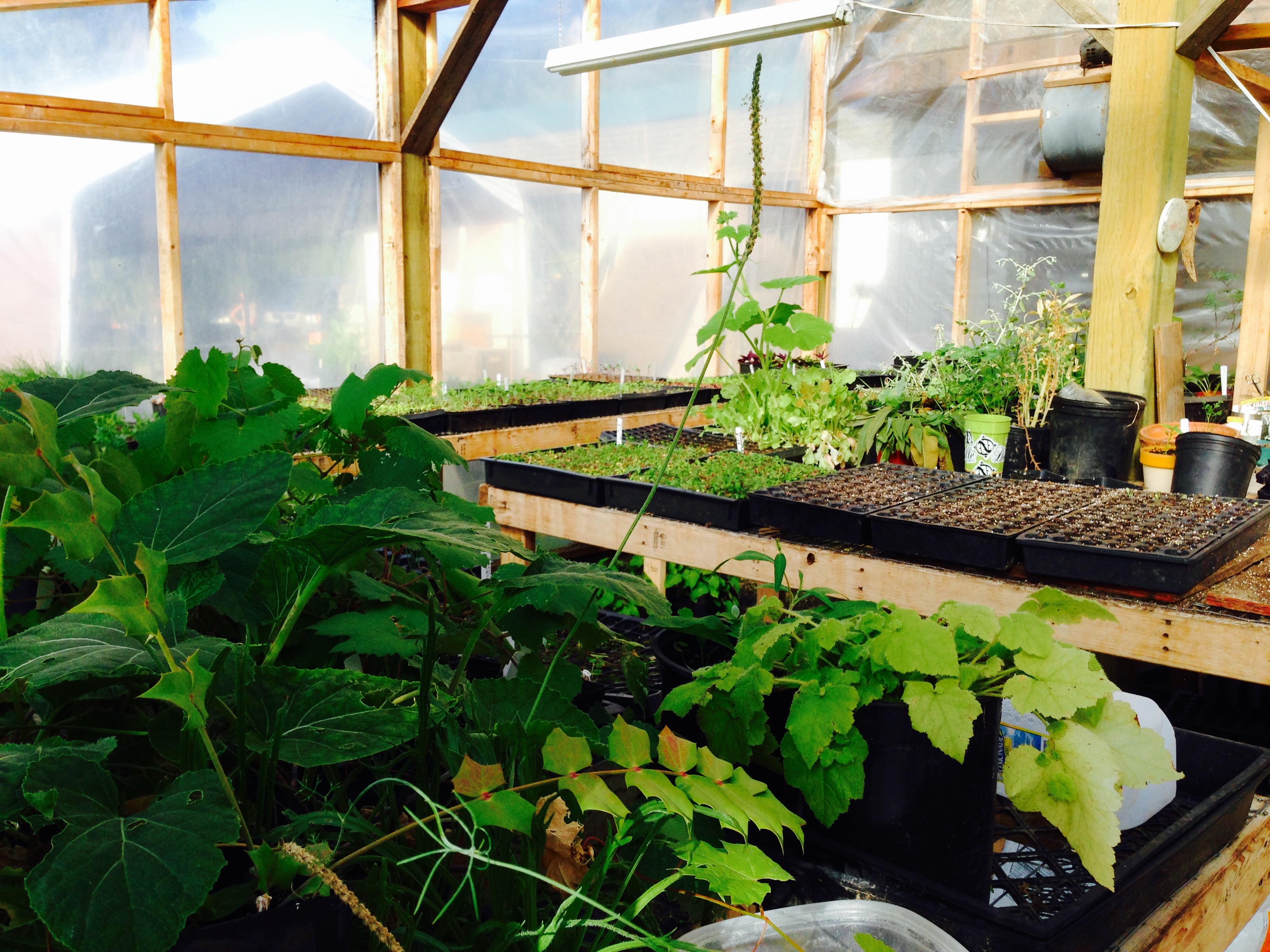 Greenhouse