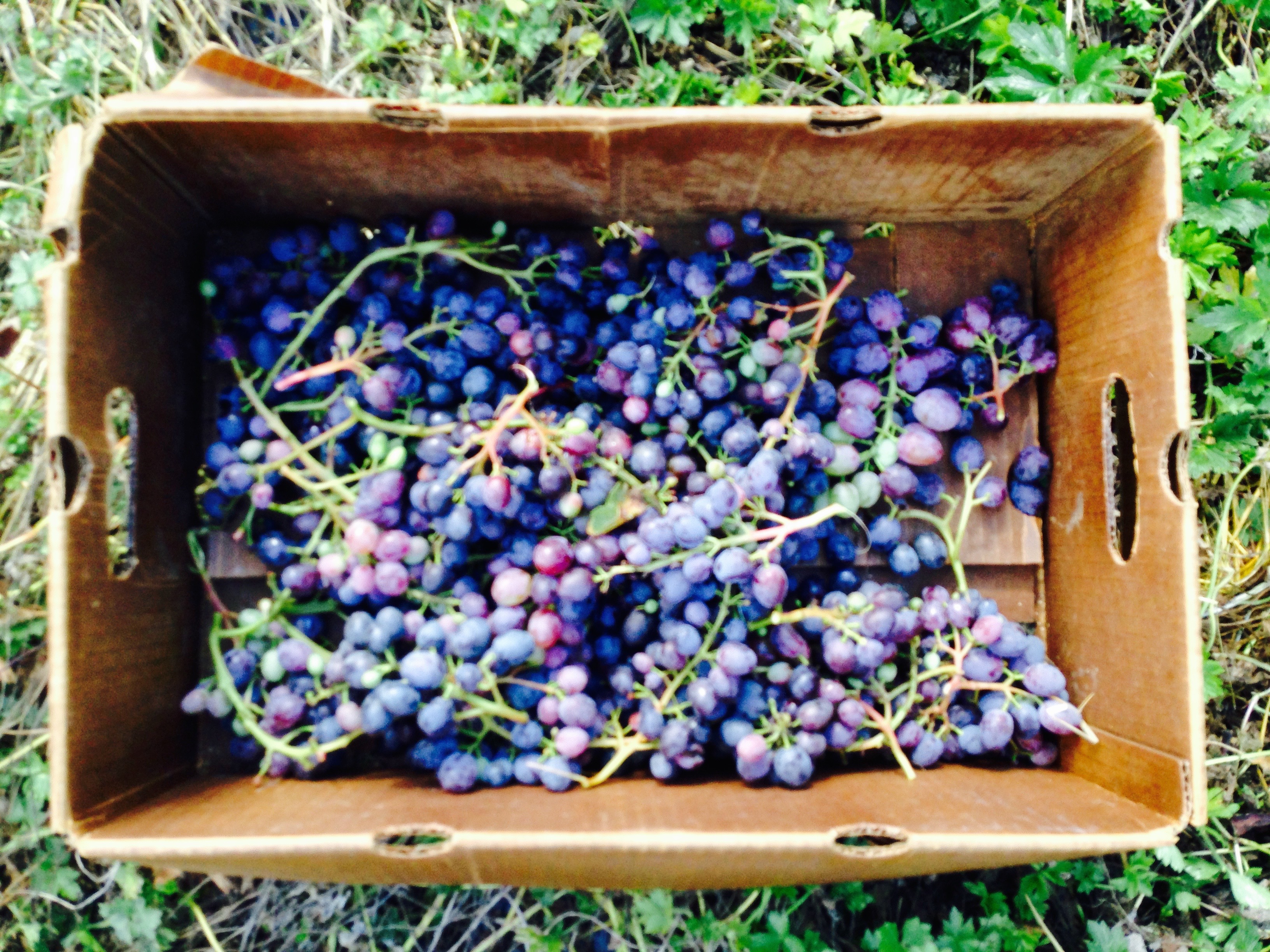 Grapes!