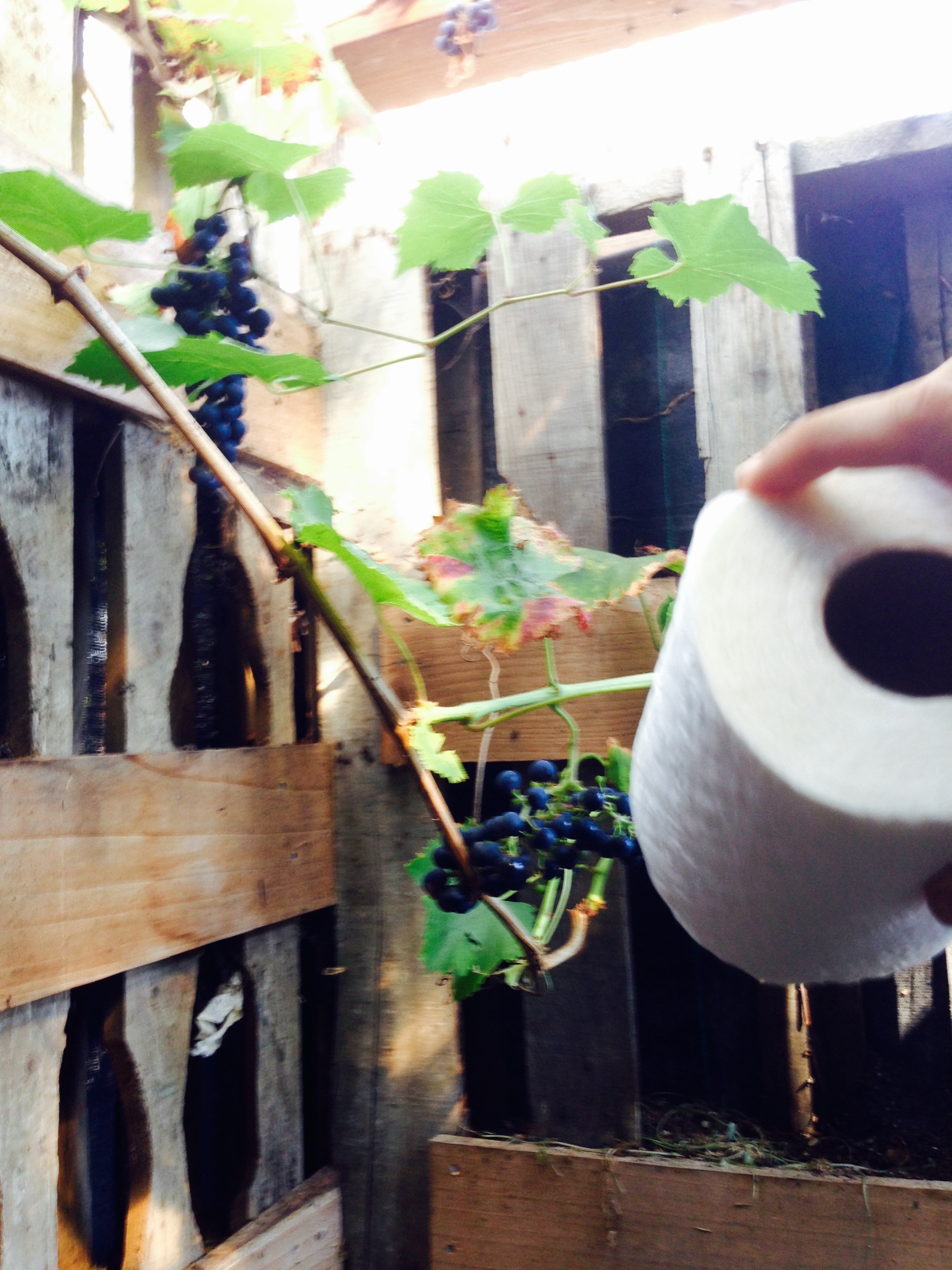 Compost toilet with grapes growing!