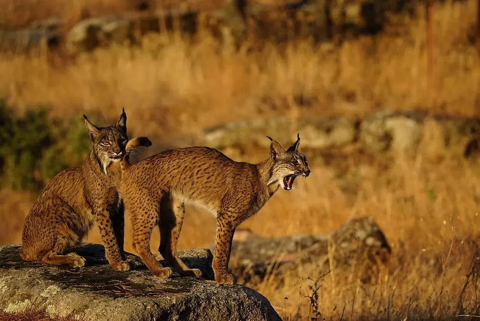24 p. Maria Angeles Grande Fernandez - Colectivo Foto Albacete