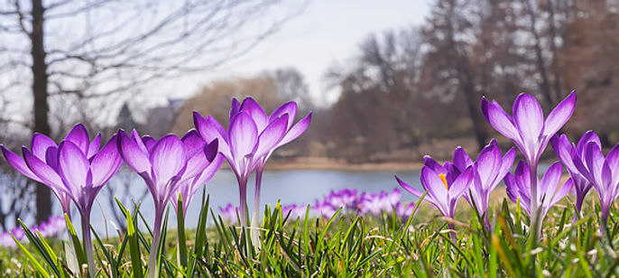spring crocus.jpeg