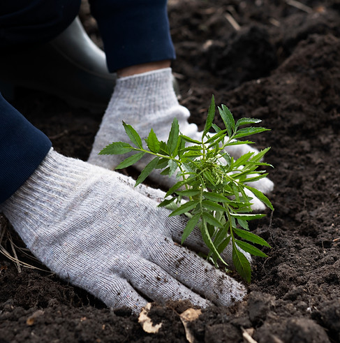reforestation-done-by-voluntary-group_ed