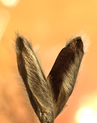 isis leterrier nature