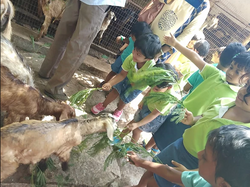 Learning to feed goats at The Farm, OMR.