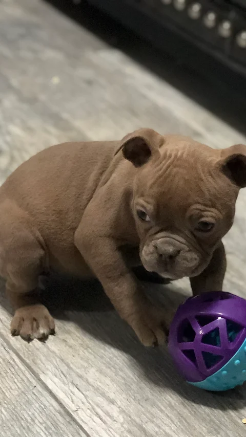 puma bulldogs puma bulldogs