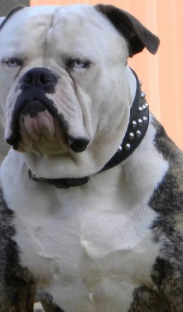 american bulldog cropped ears