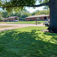 new fescue sod grass