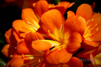Botanic Garden-59.jpg