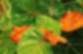 2004-jan-aronson-leaves-37_med_hr.jpeg
