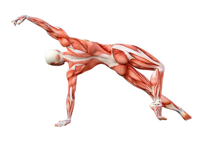 female muscle back_edited.png