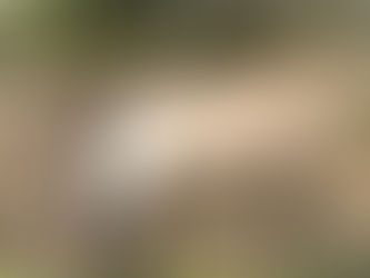 Ein Rentier an der Straße