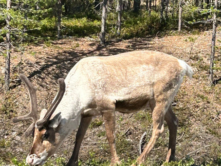 Ein Rentier an der Straße