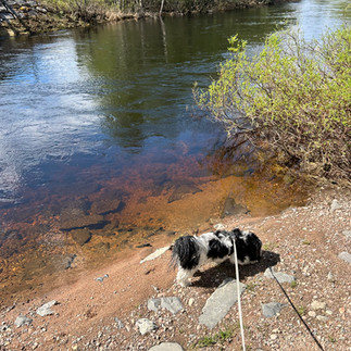 Havaneser Bob bei Pause am See