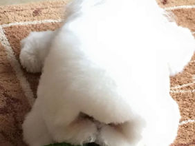 臨時休業のお知らせ