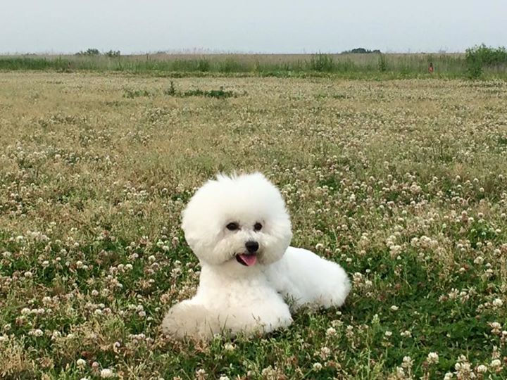 少し涼  しかったので、木曽三川公園へ行きました。
ドッグラン終わってて、犬もいなくて、マカロンもつまらなかったみたい´д` ;
