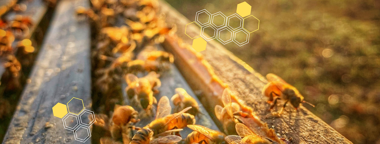 pollen-peddlers-banner1 (1).png