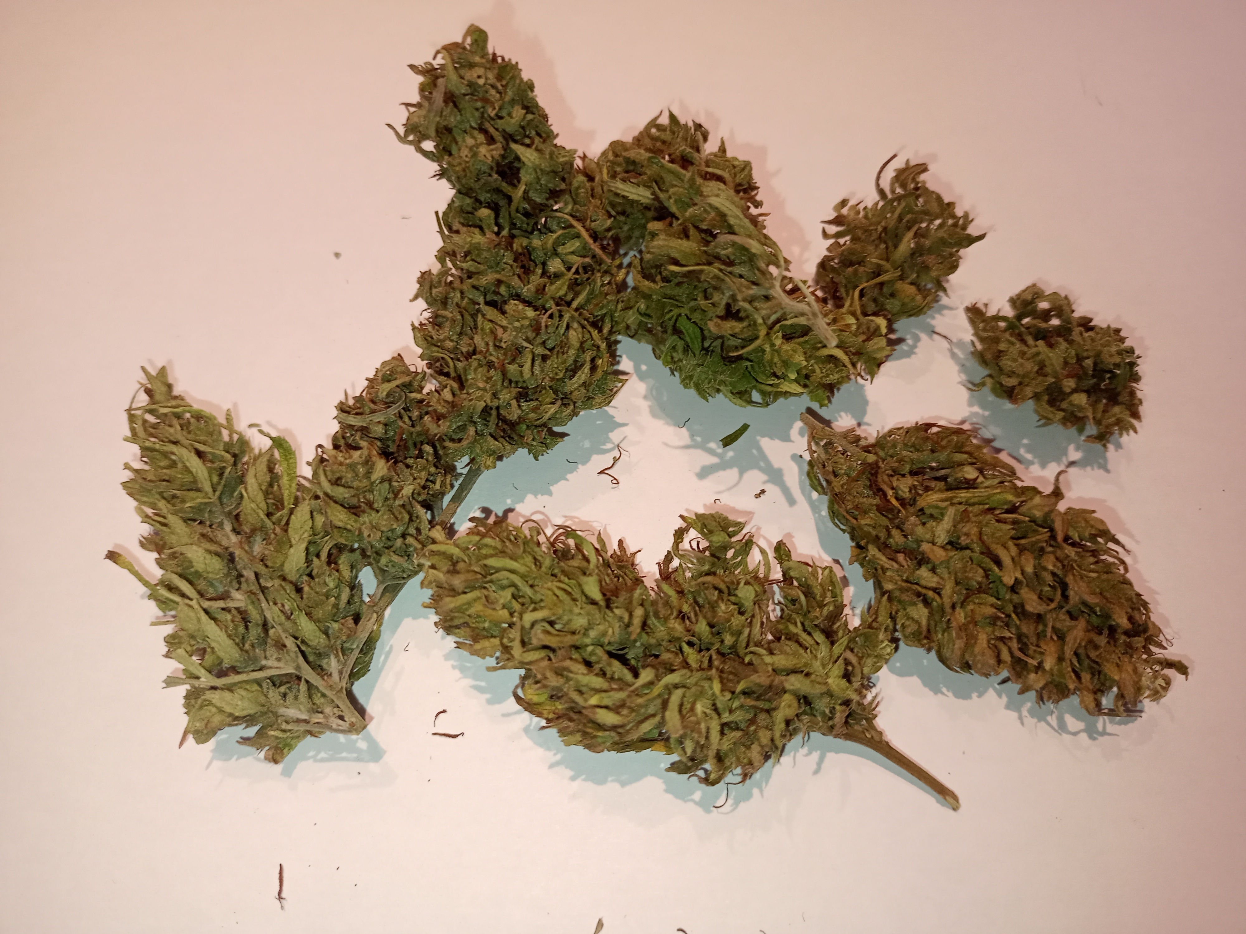 kompolti CBD 7 % THC <0,3 %