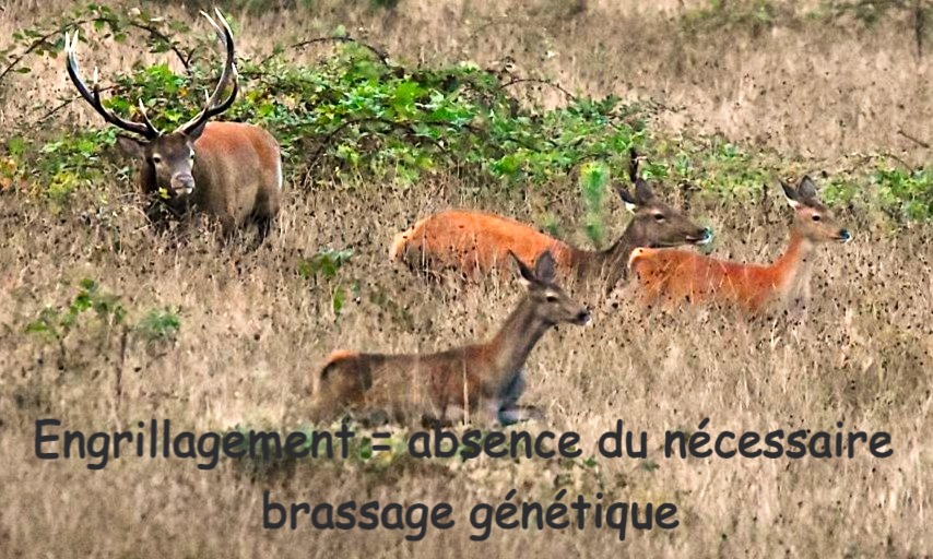 cervidé engrillagement néfaste