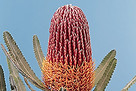 banksia.jpg