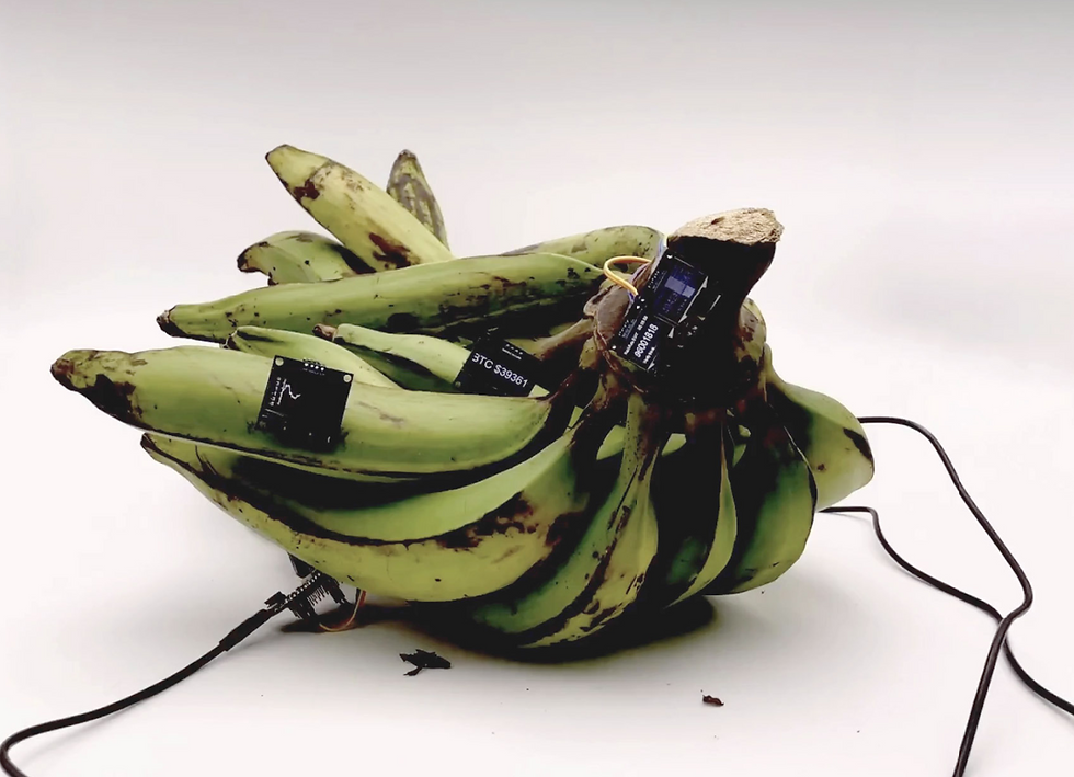 Courtesy of Gabriella Torres-Ferrer and Embajada gallery.