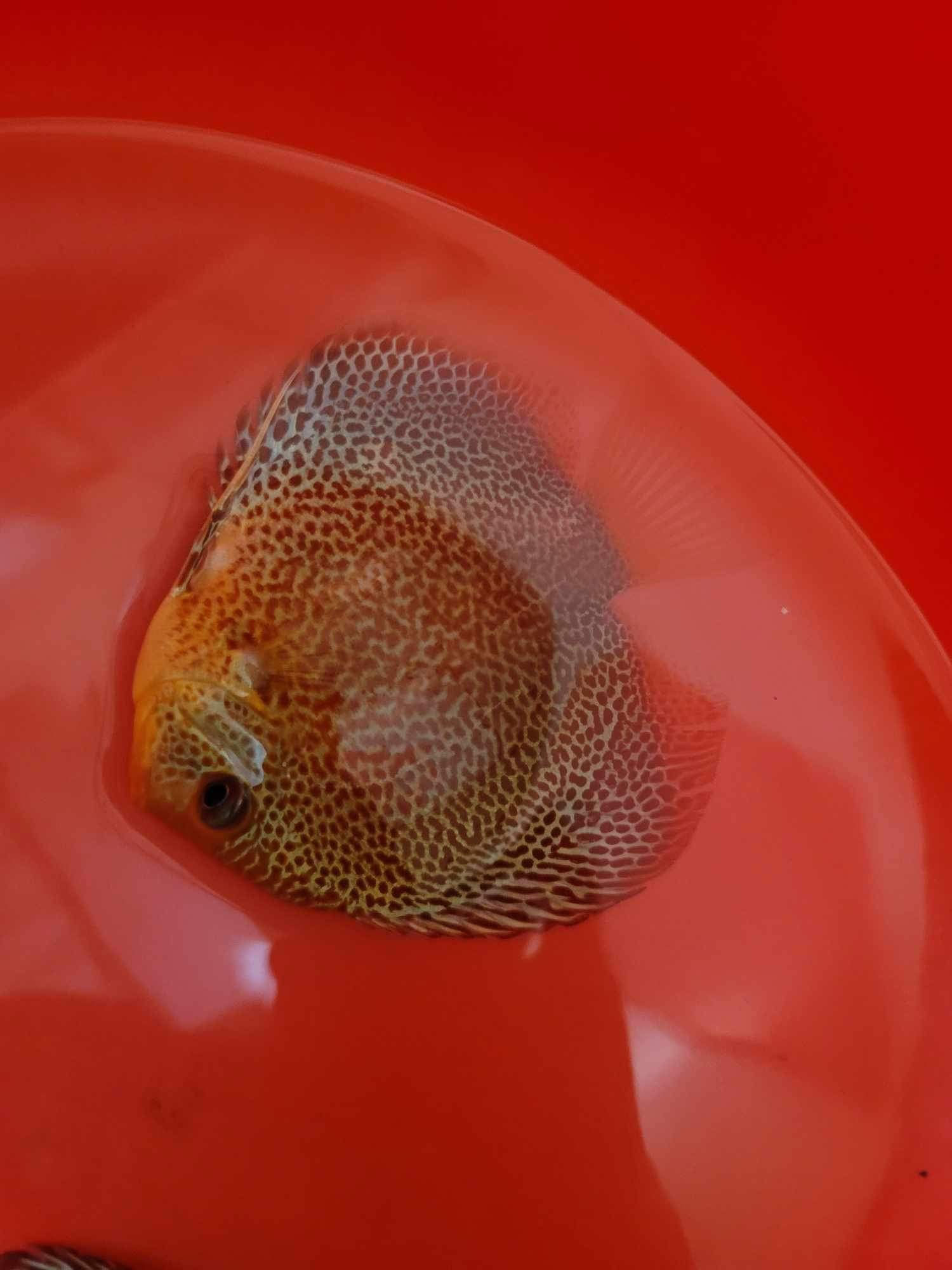 Leopard Discus 3.5- 3.75"