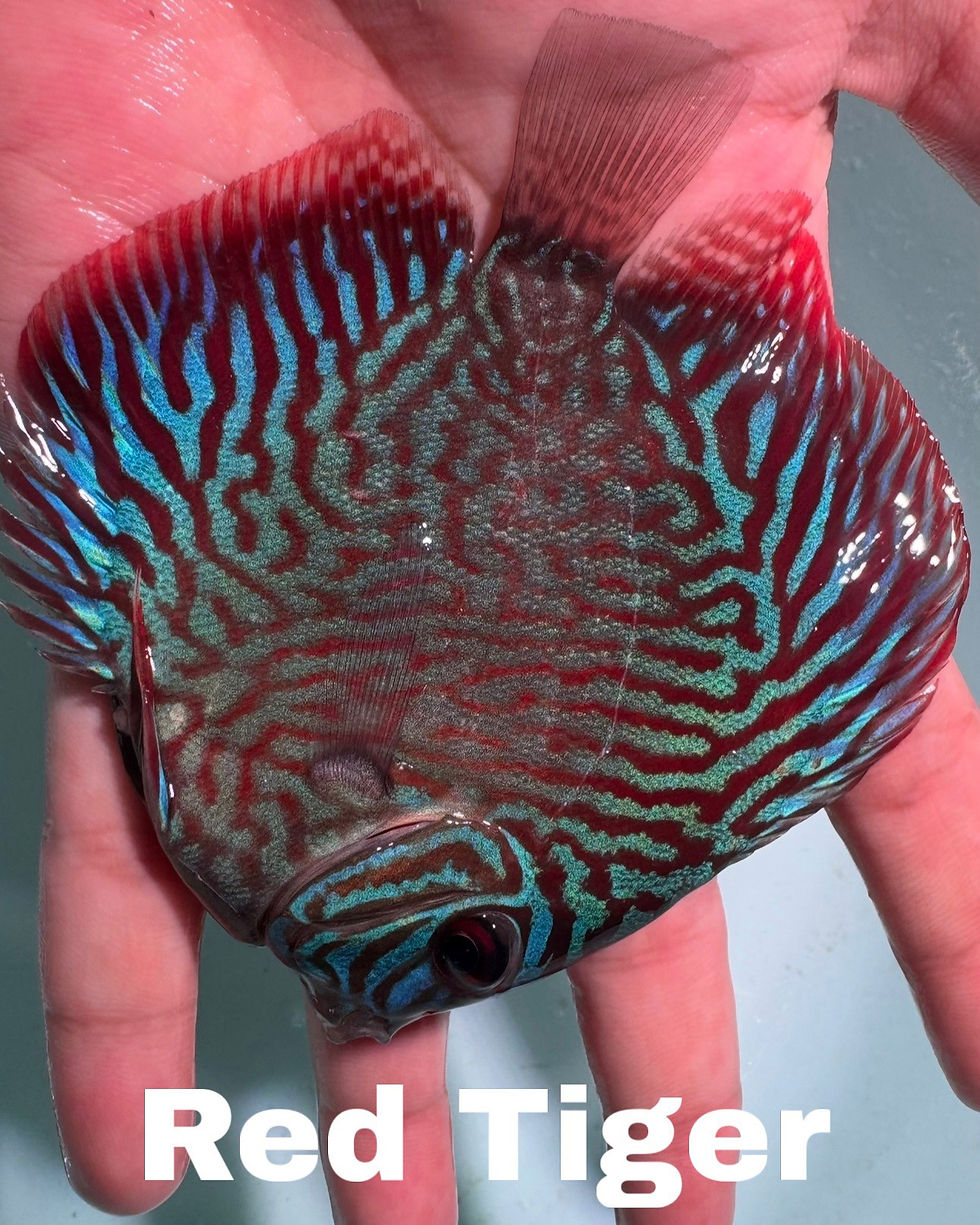 Thumbnail: Pack of 2 Single - Color Discus 3.5 to 4” 