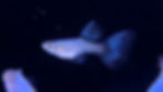 Thumbnail: Pre-Order Blue Grass BDS
