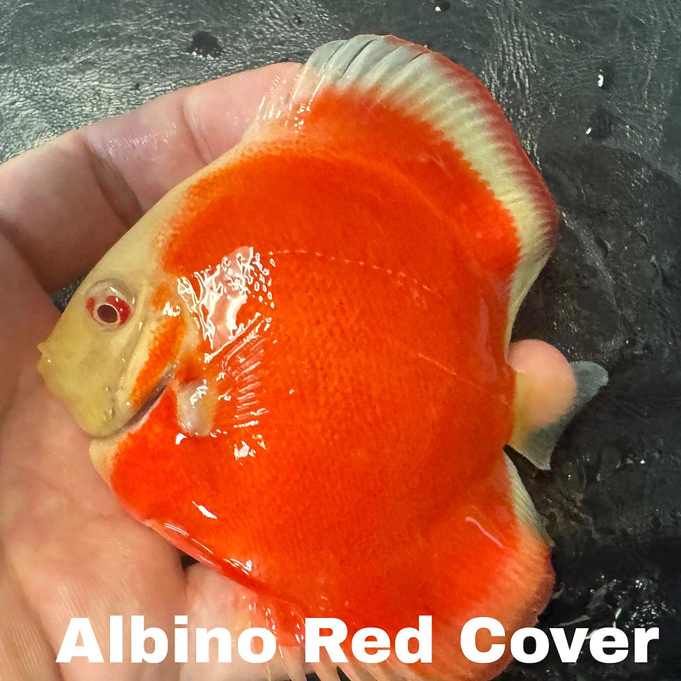 Thumbnail: Pack of 2 Single - Color Discus 3.5 to 4” 