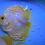 Thumbnail: Albino Yellow Manboral  Discus 4”