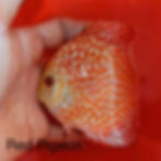 Thumbnail: Pack of 4 Albino Discus Fish (3.5”–4”) – Multi Color Selection