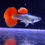 Thumbnail: Dumbo Red Tail HalfMoon 
