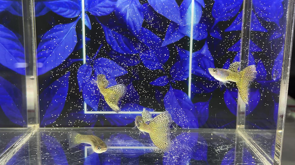 Pre-Order Metal SnakeSkin Yellow Lacel